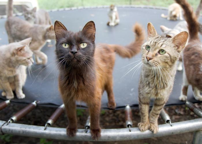 a group of cats standing on a trampoline