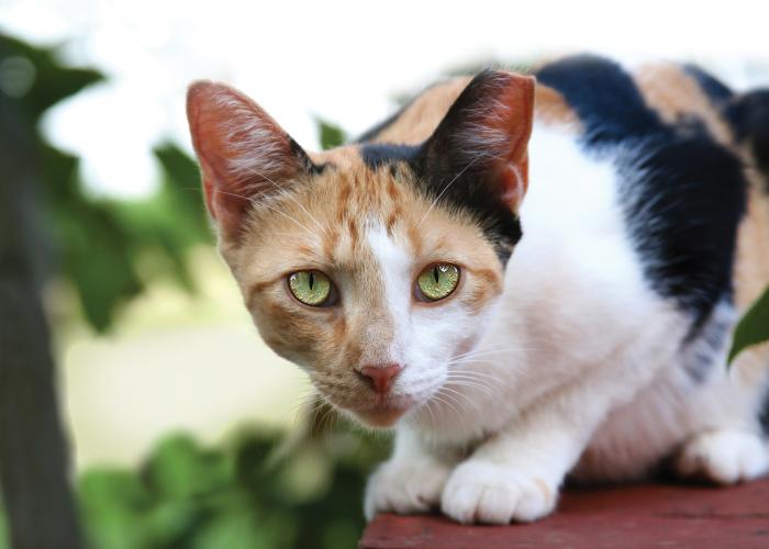 an ear-tipped cat