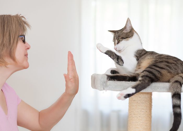 Photo of a woman high-fiving a cat on a climbing tree.