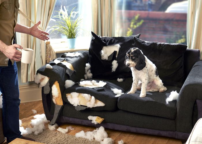 Photo of a dog sitting on a couch that he has torn up, his owner standing nearby stunned.