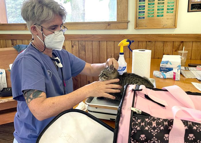 Dr. Sara white examining a kitten at a clinic.
