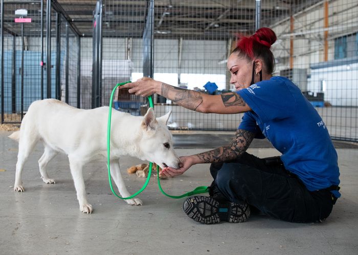 Photo of a rescuer leash training with a white dog.