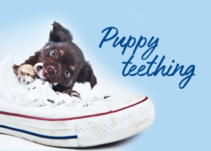 A puppy chewing on a shoe.