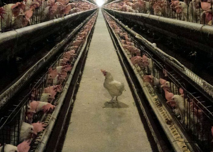 a chicken surrounded by rows of chickens in a factory farm