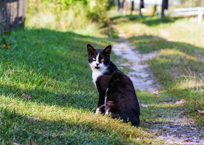 Community cat sitting on the sidewalk.
