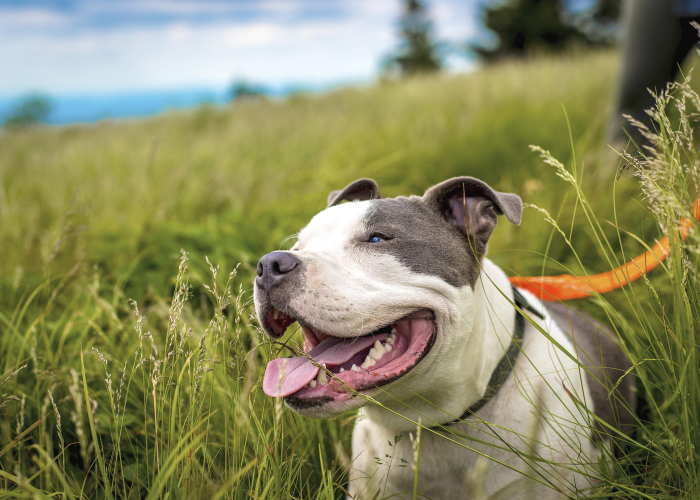 a happy dog in a field of tall grass