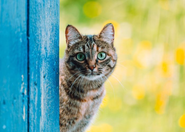 a cat peeking around a wall