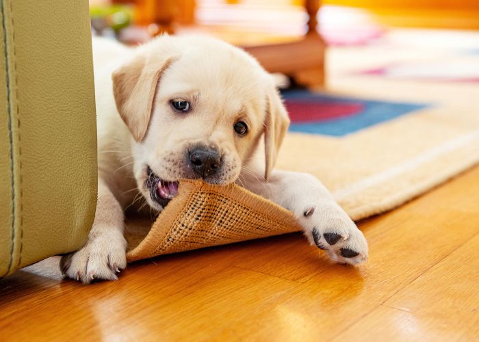 a young puppy chewing on the corner of a rug