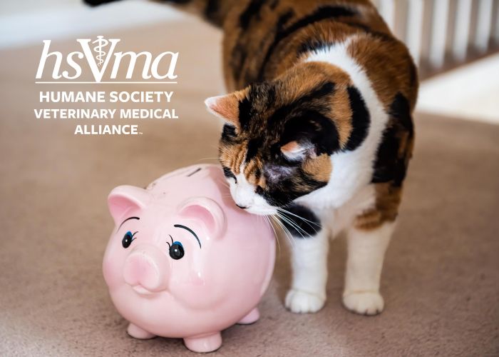 a cat sniffs a pink piggy bank