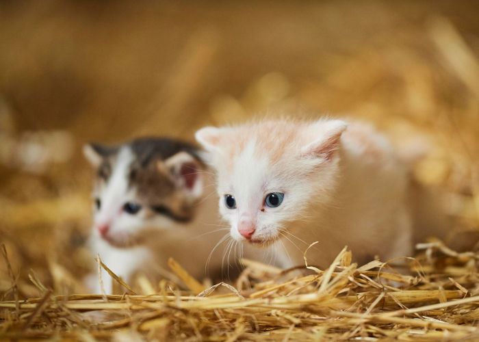 two young kittens in straw