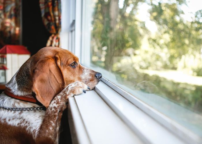 a dog looking out the window