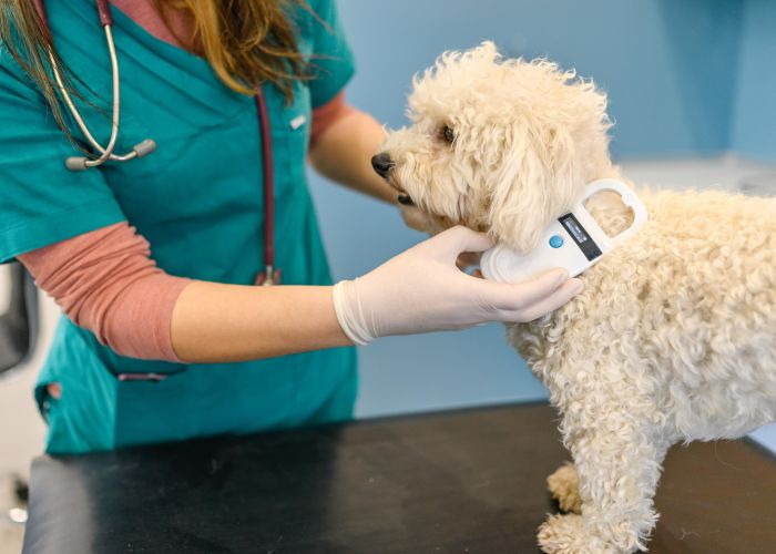 a vet scanning a dog for a microchip