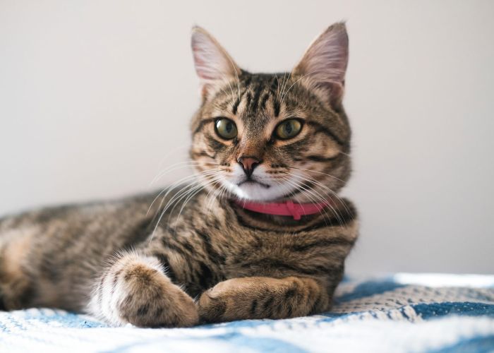 a tabby cat sitting on a blanket