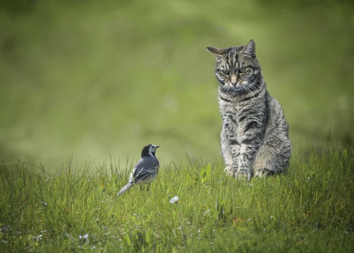 small wagtail bird sitting in front of tabby cat in a green lawn
