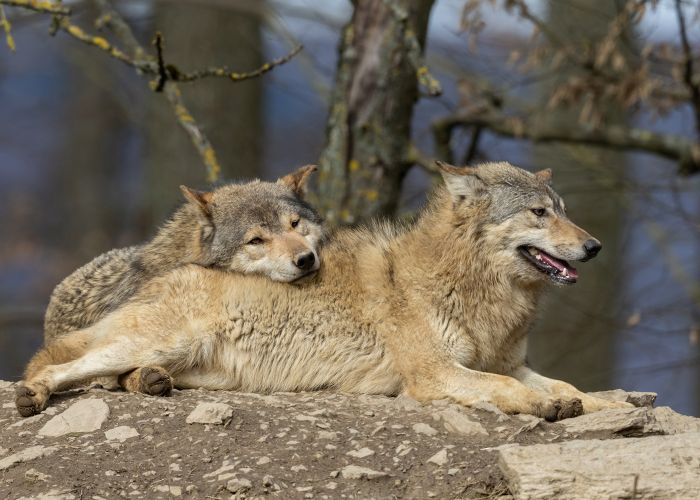 Two canadian timberwolves resting in front of a forest.