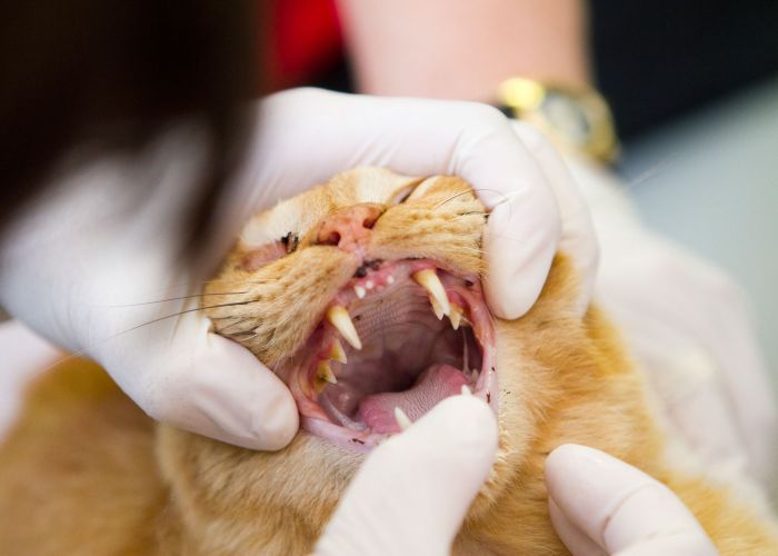 a cat having his mouth examined