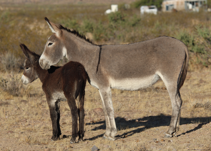 a burro and her foal standing in dry grass