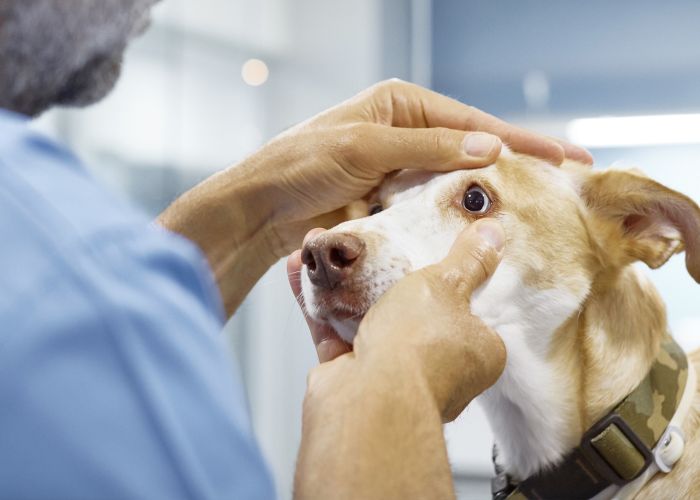 Photo of a veterinarian examining a dogs eye.