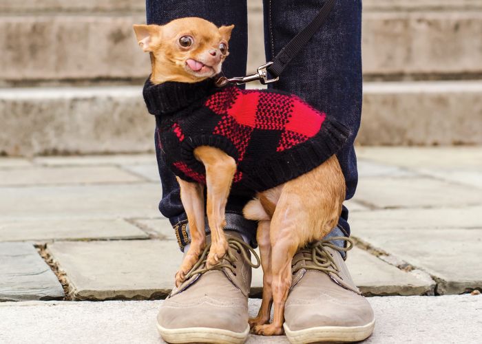 a small dog standing on a man's feet