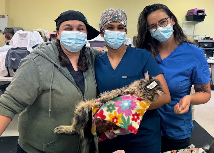 three women in surgical masks holding a recovering cat