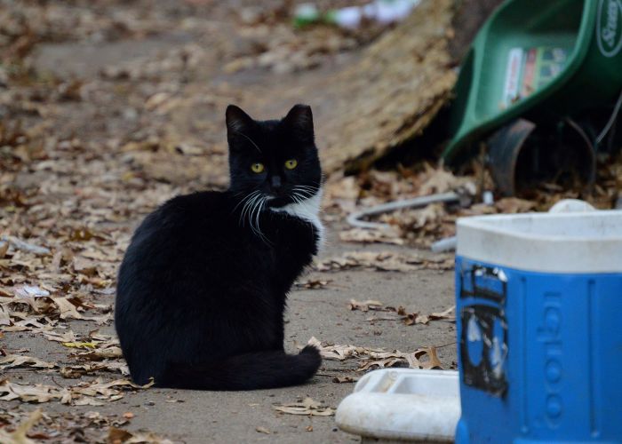 Tuxedo community cat sitting on a sidewalk.