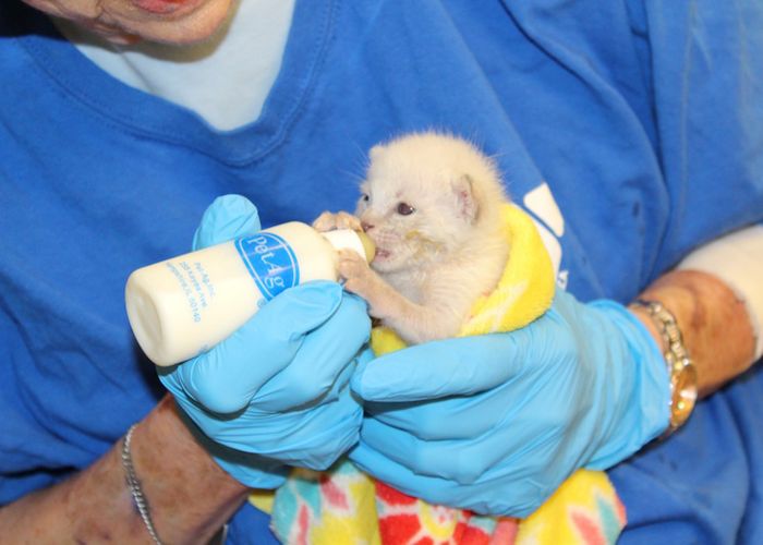 a tiny kitten is fed from a bottle