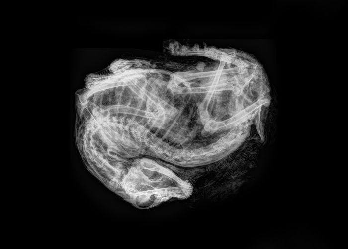 X-Ray image of a dog