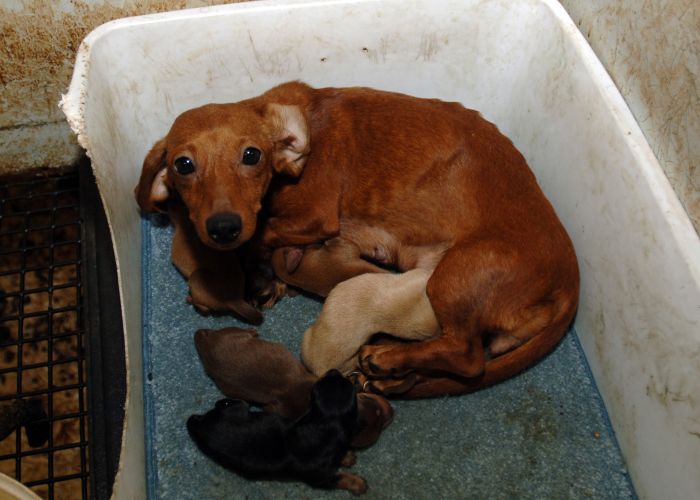 Photo of a mother dog and her pups in a dirty cage in a puppy mill.