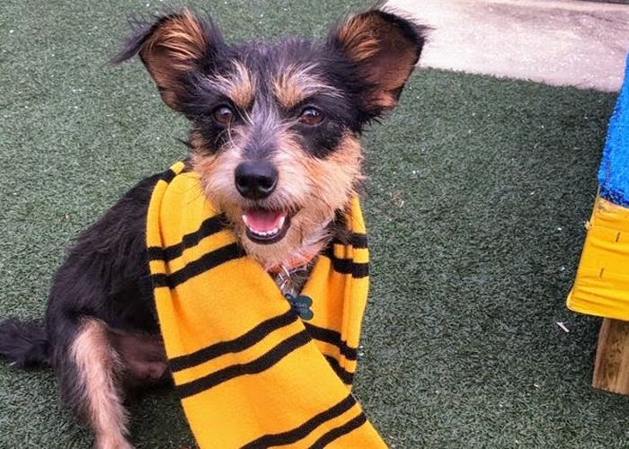 a dog in a yellow and black striped scarf
