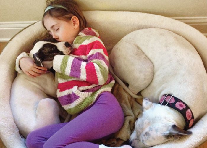 a young girl sleeps snuggled up with two dogs
