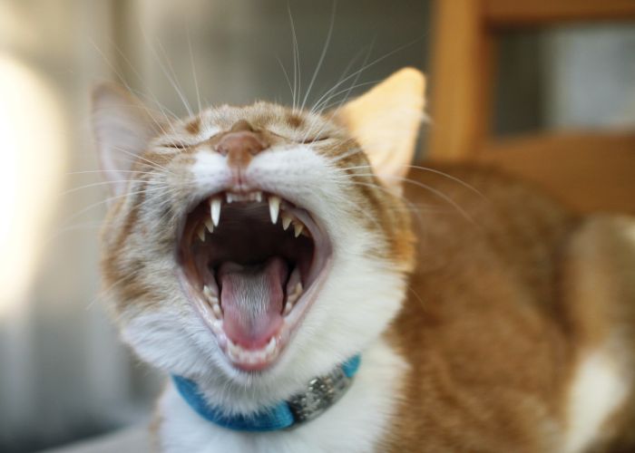 a cat with its mouth open wide mid-yawn