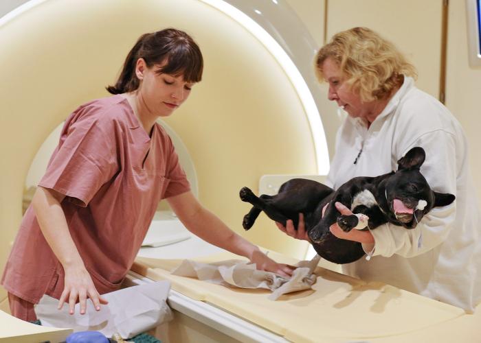 two veterinarians preparing a dog for a cat scan