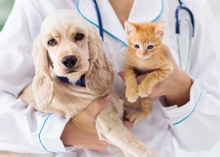 a doctor holding a dog and kitten