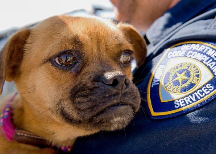 Dallas area law enforcement officer holds puppy outside shelter