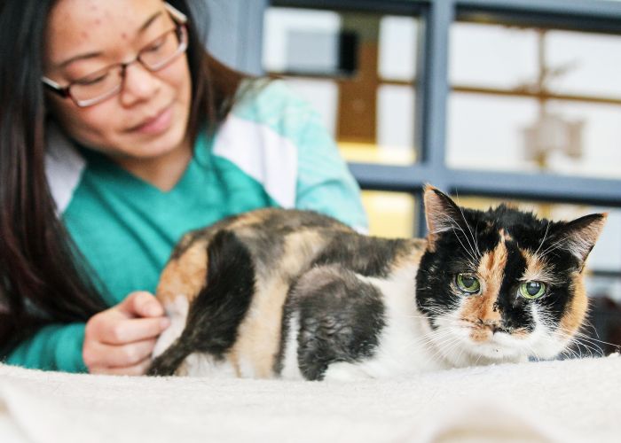a calico cat in front of its owner