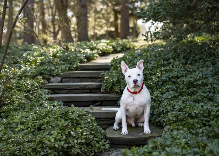 a pit bull type dog sitting on steps amidst ivy