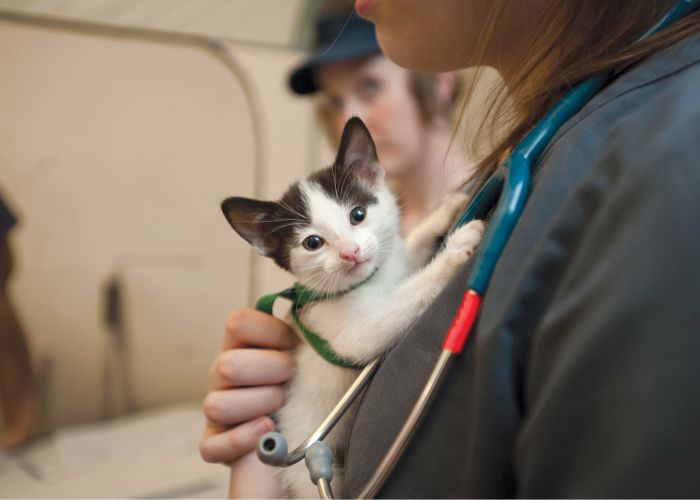 a vet cradles a small kitten to her chest