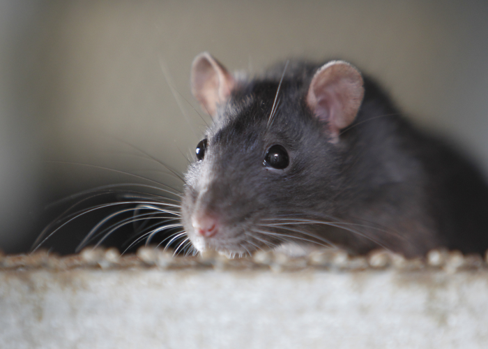 photo of a rat looking over the edge of a cardboard box
