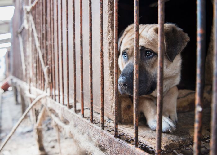 a forlorn looking dog sitting in a rusty cage