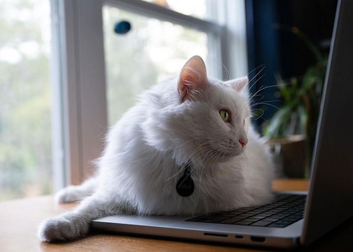 a white cat staring at a laptop screen