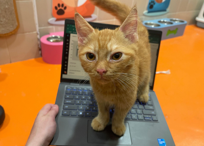 a small cat standing on a laptop