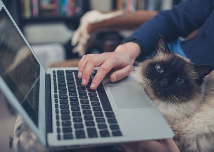 Cat at Laptop
