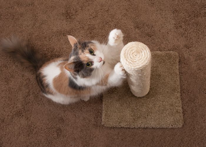 a cat scratching a post