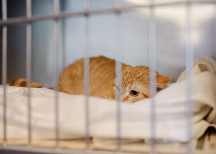 a cat crouching in a kennel