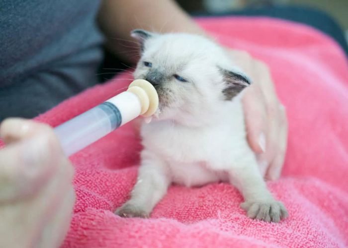 a kitten being hand fed by syringe