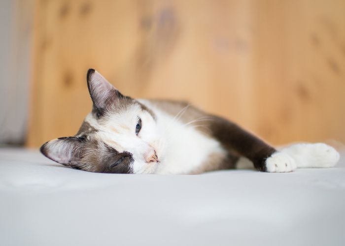 Cat laying down, looking sick. 