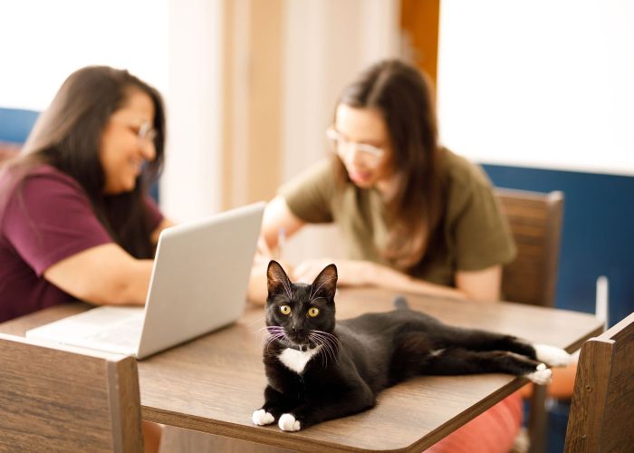 two women discuss something on a laptop with a cat in the foreground