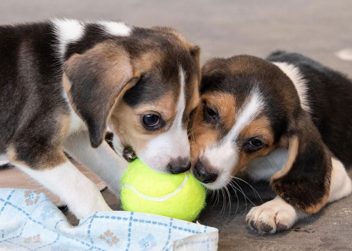two beagle puppies chewing on a tennis ball
