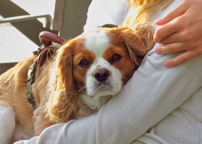 closeup of a dog sitting on a woman's lap