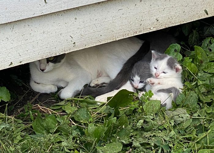 A feral cat and her kittens lay down under a structure